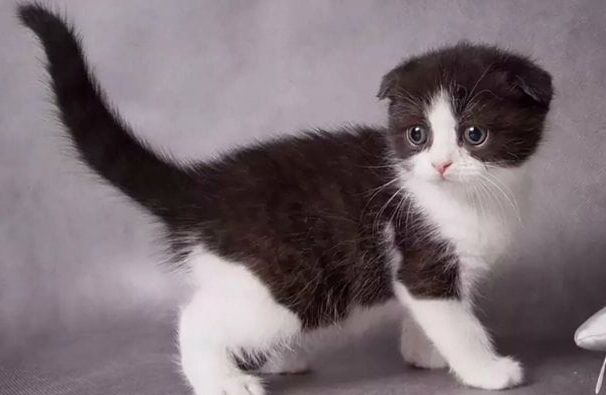 Скоттиш Фолд.  Девочка и Мальчик.