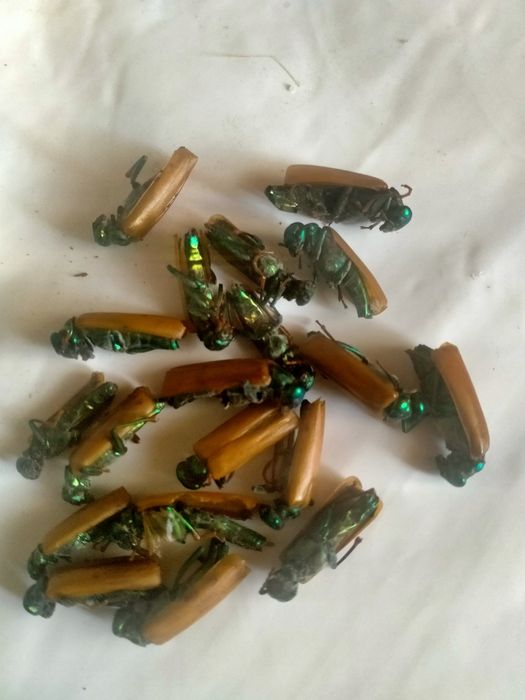 Орыс порно жұлдызының сайты