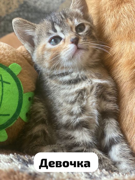 Продаються котята