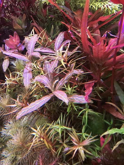 Plante acvariu easy colorate