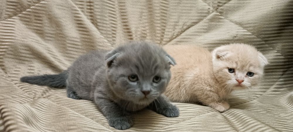 Котятки Скотиш Фолд