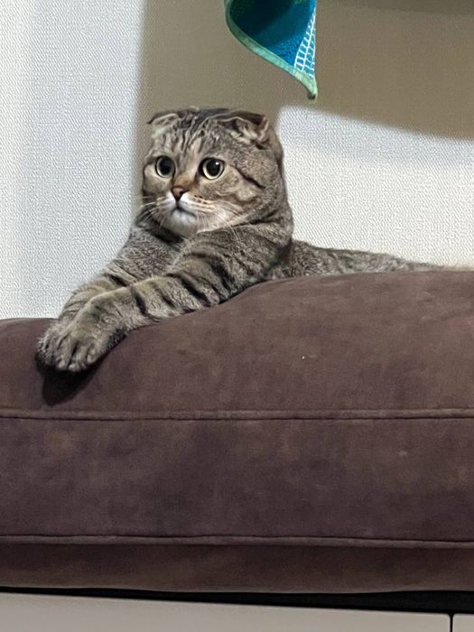 Шотландский вислоух кошка