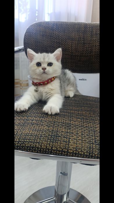 Серебристая шиншилла