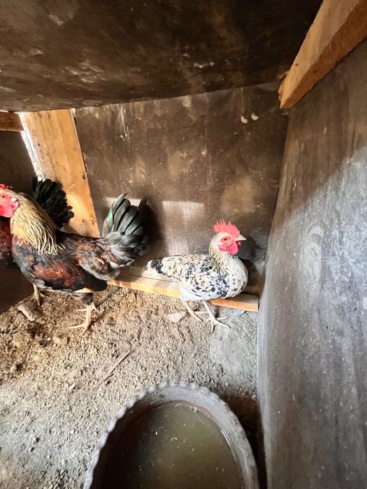 Хуроз домашний Петух