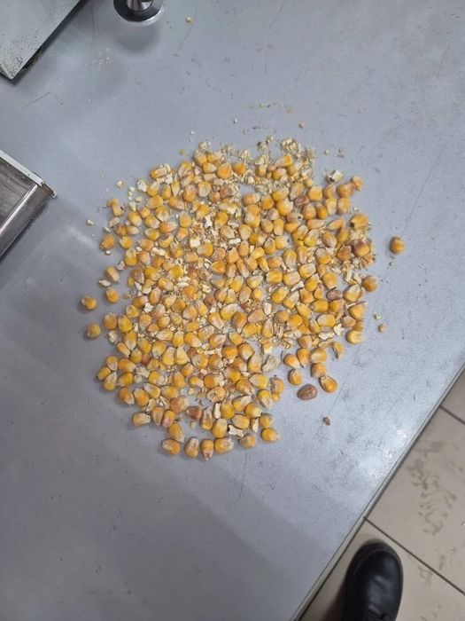 Чечевица.Платный чат! Все корма.