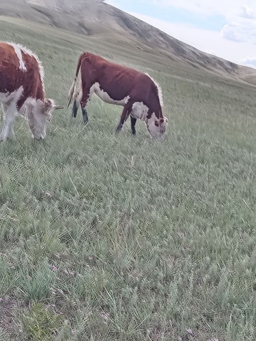 Ақ бас, ургашы 1,9ай тайша