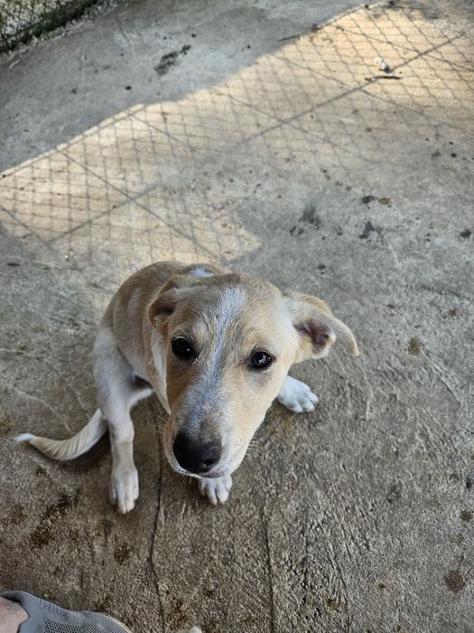 Подарявам малки кученца порода любов