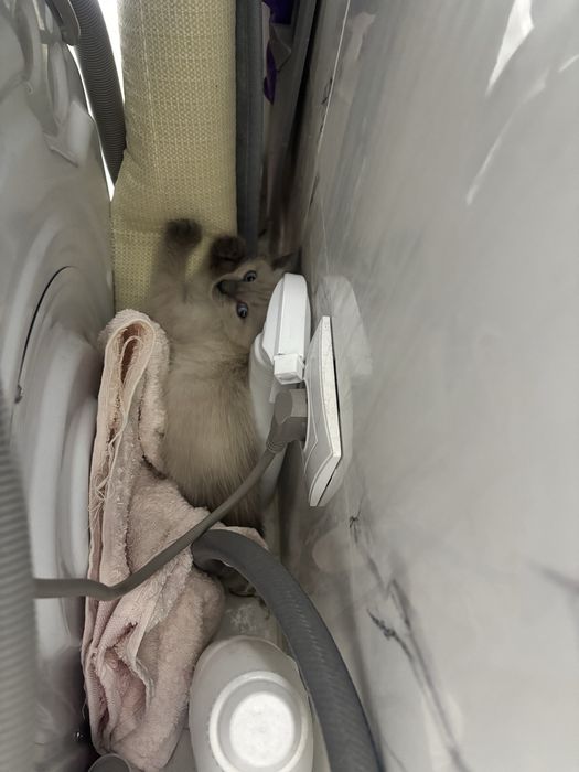 Пристраивается котенок