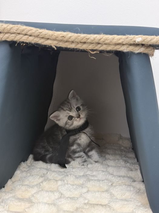 Продается котенок