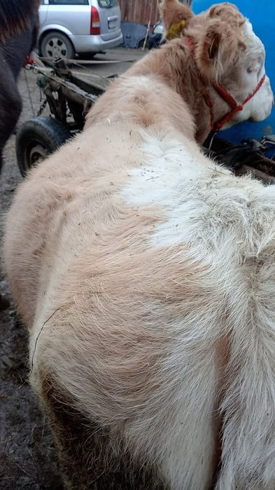 Vițică tânără...