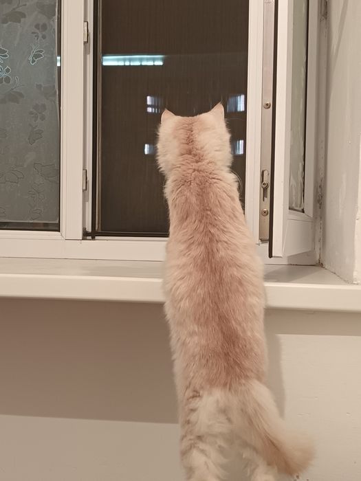 5 месячный котёнок