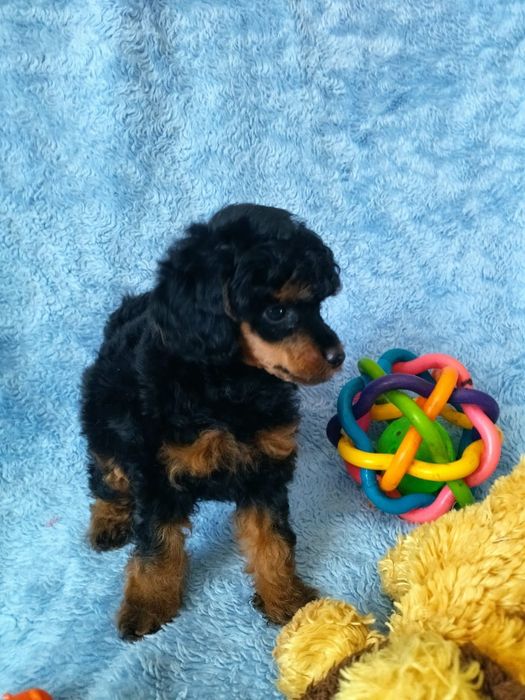 Малыши той пуделя