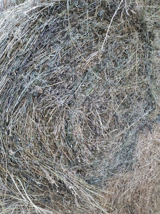 Vând baloti de lucerna