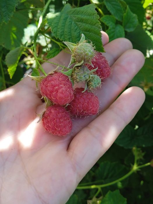 Продам саженцы малины.