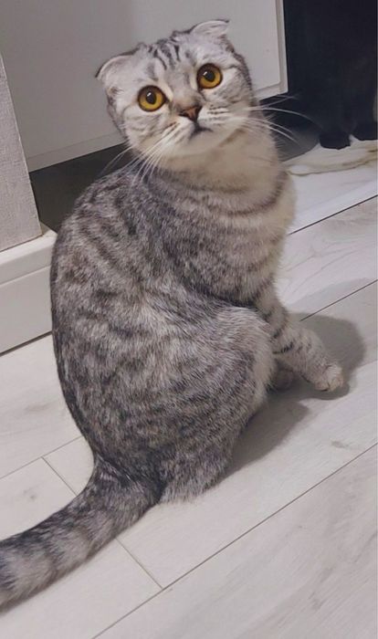 Отдам кошку бесплатно