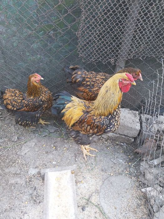 Vând două găini și un cocoș Wyandotte GSG