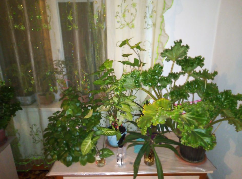 Комнатные растение