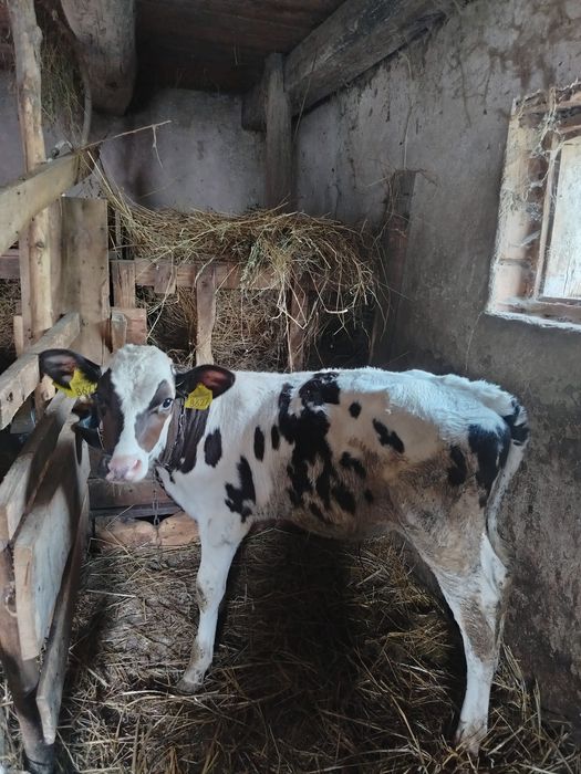 De vânzare doi tăurasi