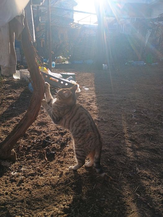 Подарявам женско коте