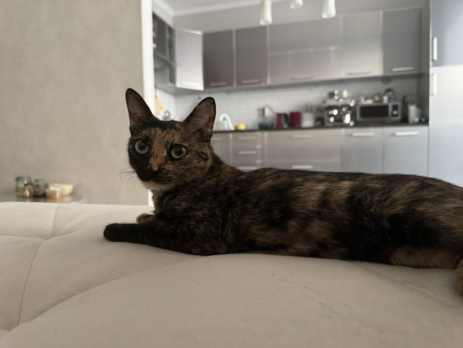 Отдам в добрые руки