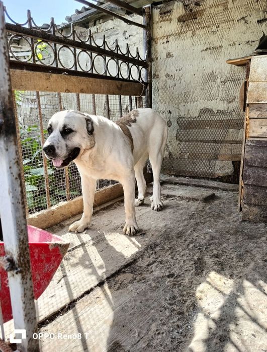 Продам внучку Орочи