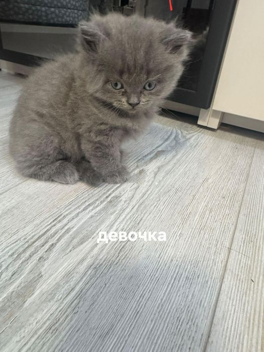 Продаются котята породы скоттиш фолд,  скоттиш страйт