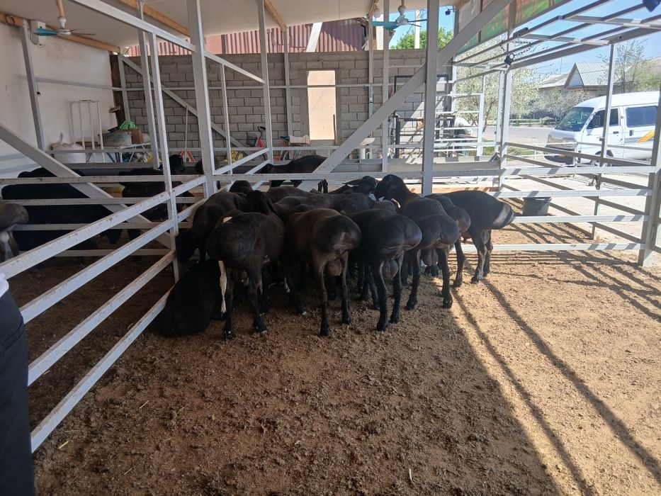 Qochqorchalar sotiladi