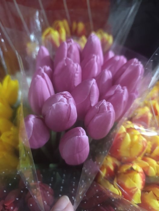 Тюльпаны на 8 марта