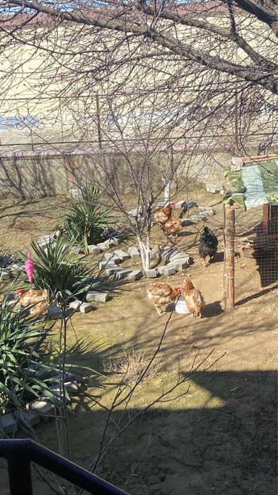 Ломан браун тауыктар сатылады