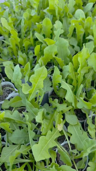 Саженцы статицы (сухоцвет)