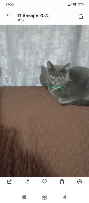 Продам котят ,мама британка