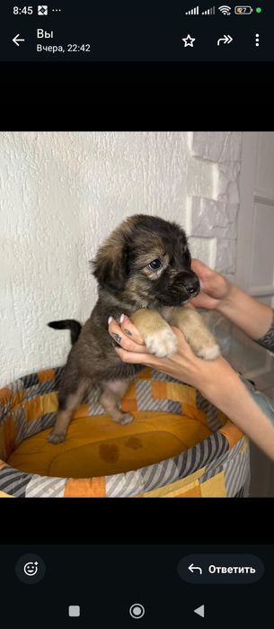 Щенки с приюта бесплатно