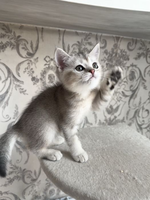 Британский шиншилла котёнок, девочка, 2 месяца
