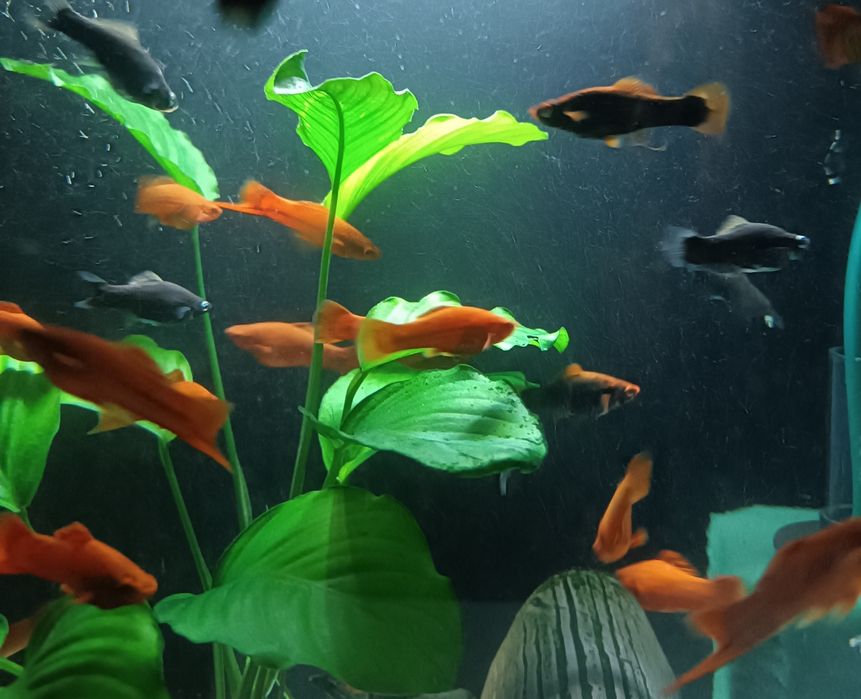 Мечиносцы чёрные, Мечиносцы красные, Моллинезии, Гуппи, Анциструсы.