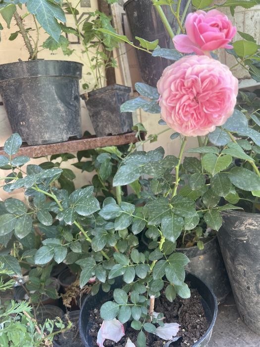 Продам розы в горшках