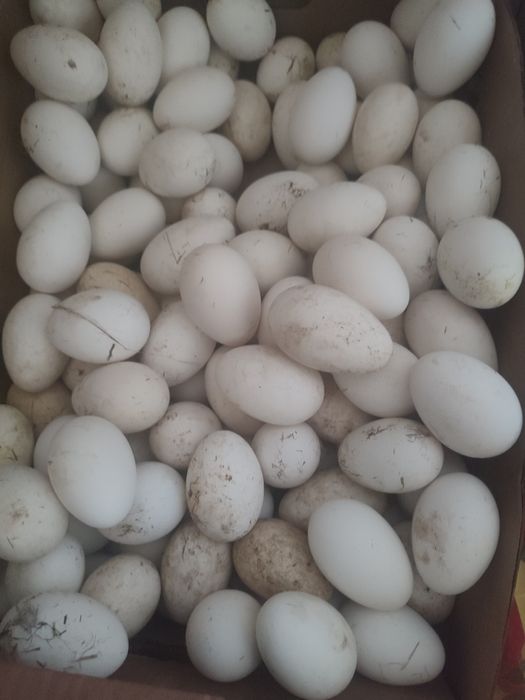 Продам Гусиные  яйца
