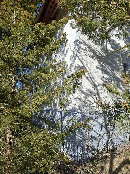 Casă de închiriat  în Săbed/ Kiadó ház Szabédon