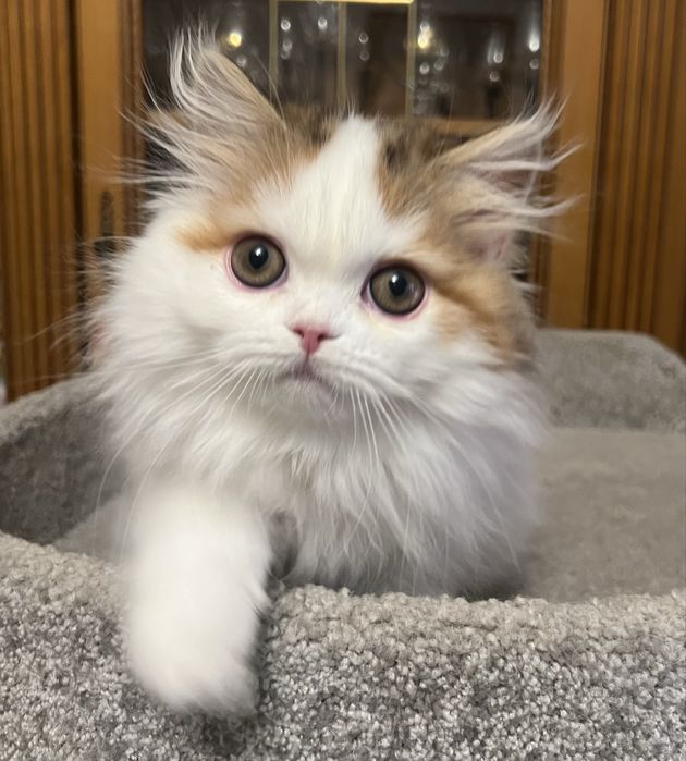 Роскошная хайленд страйт!