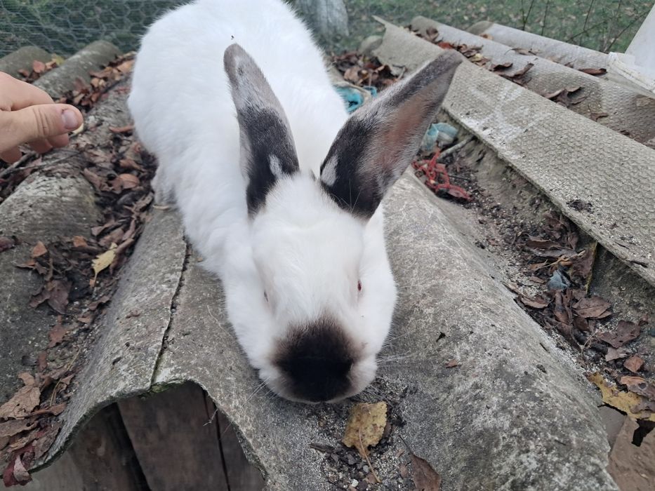 Mascul californian rasa pură