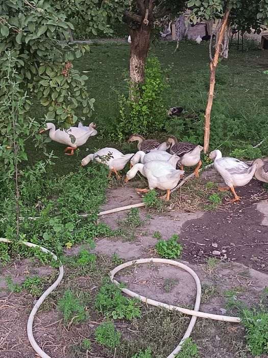 Гуси породы Линда