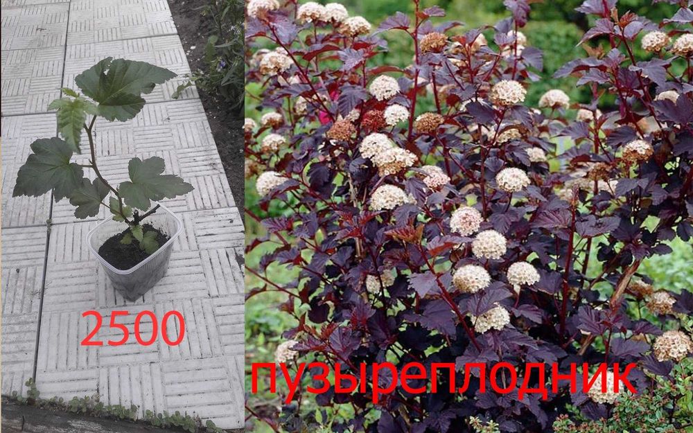Продам  разные  цветы