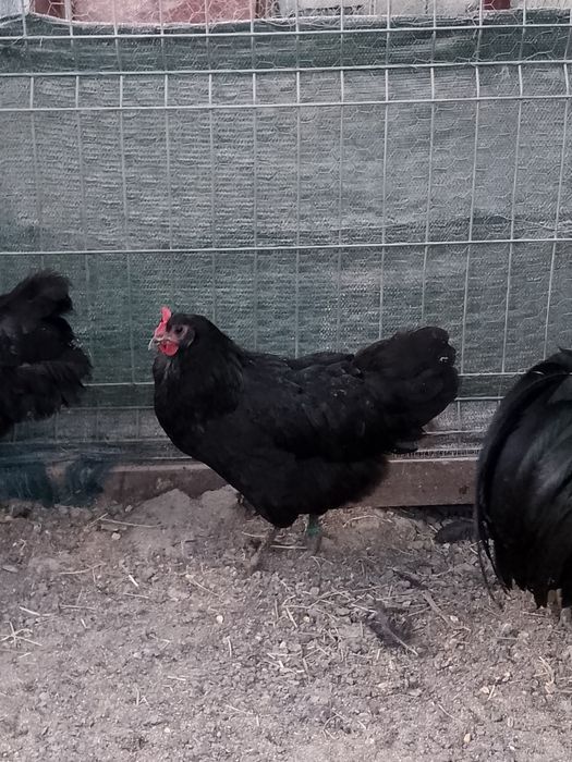 Familie australorp!!! Oferta!