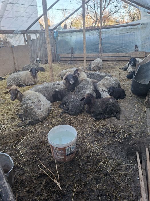 Vand OI carabase tinere fără miei