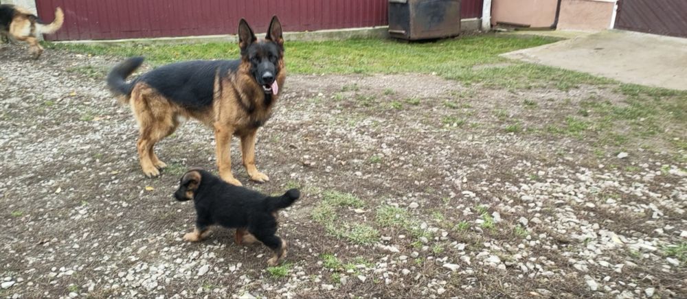 Щенок Немецкой Овчарки