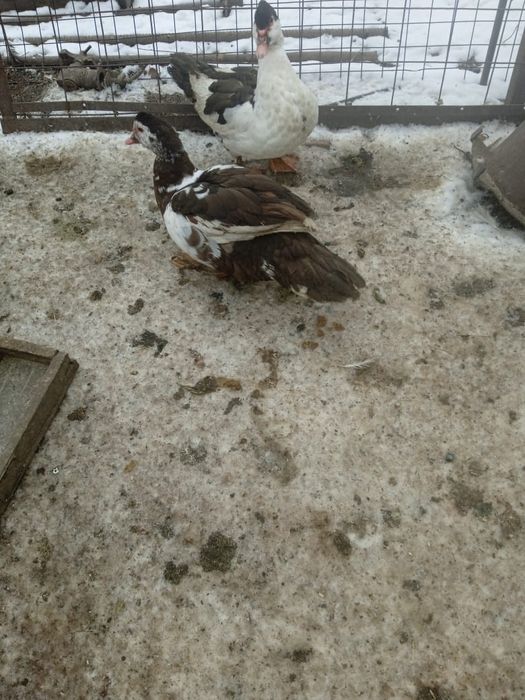 Продам     индоуток