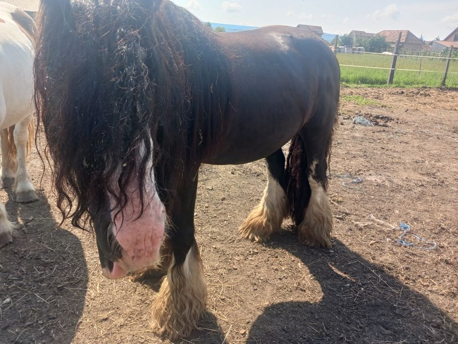 Gipsy vanner armasar