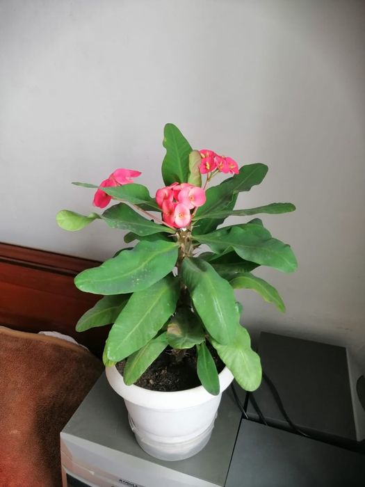 Продам комнатные цветы