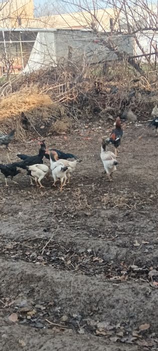 Дакан хўроз ва товуқлари сотмлади 3та хўроз 9та товуқ