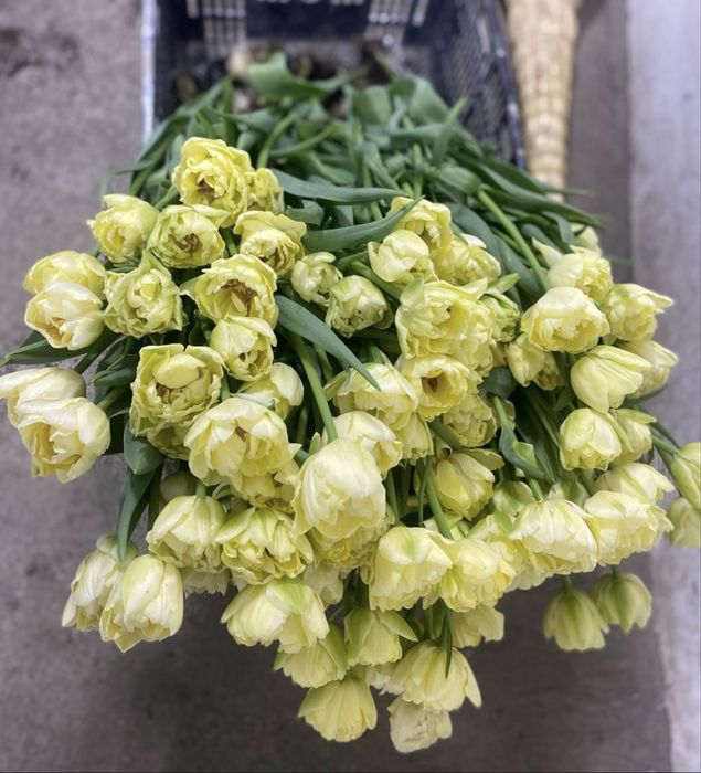 пионовидные тюльпаны Костанай