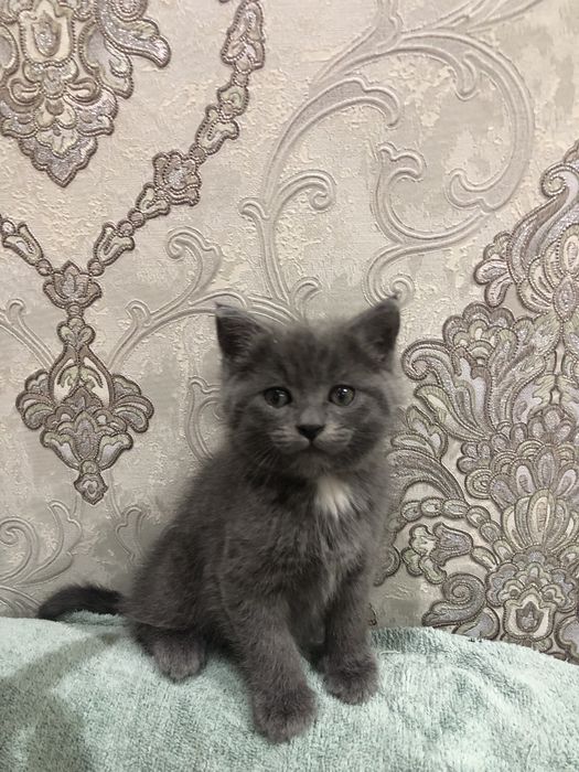 Oquseriysi heyland juda mexribon va shox scotish strayt juda aqqli